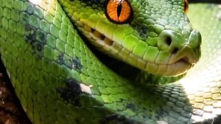 Green Mamba Snake
