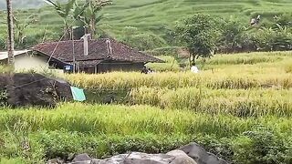 rice fields on the riverbank