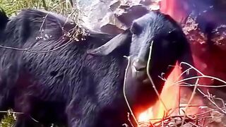 Cara kambing mengusir kutu