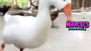 Funny animals