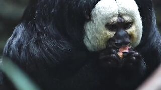 Facts About White-Faced Saki Monkeys