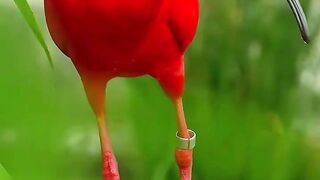 Facts about the Red Ibis or Scarlet Ibis