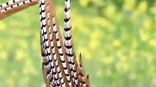 Beautiful birds in the wild