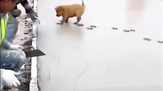 Dog enjoy new away