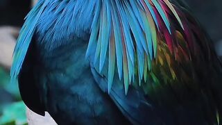 Facts about the Golden Junai Bird
