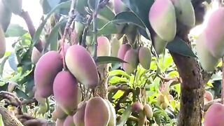 The Sweetness of Nature in a Mango Plantation
