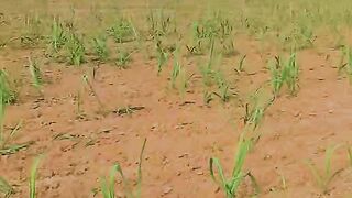 Farming.
