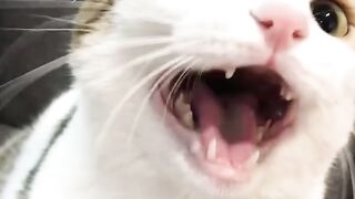 Miaoo Miaooo