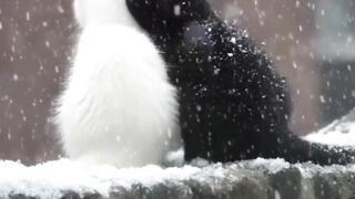 Love Knows No Color  Two Cats, One Heart