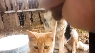Mau ketawa takut dosa video  lucu bikin ngakak hiburan warga62