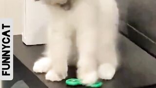 Funny cat