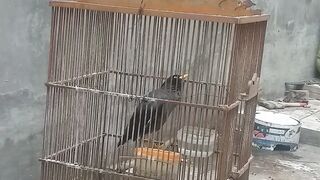 smart smart bird