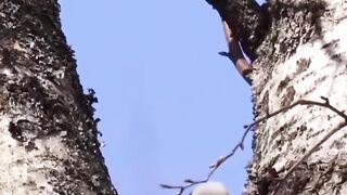 Birds make cages in the wild