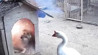 Funny Dog and swan