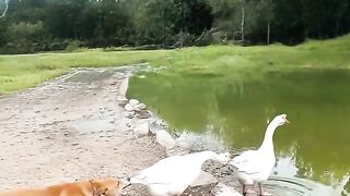 Funny momments