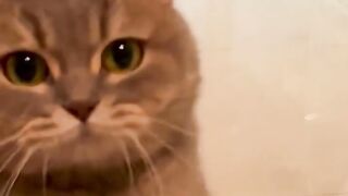 a gray cat that resists temptation