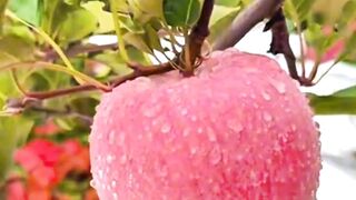 I learned how to grow apples.