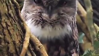 Rare bird with scary voice