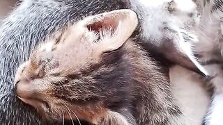Kitten
