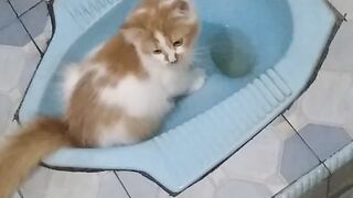 Ada kucingnya bisa cebok sendiri