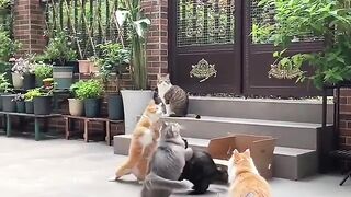 Pasukan Kucing Dalam Misi Menangkap Kupu-Kupu! Butterfly vs Cat