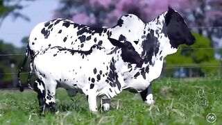 Beautiful  bull and baby Bull