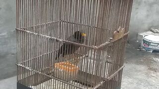 Suara jalak kebo gacor