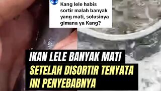 Ikan lele banyak MATI setelah DISORTIR Ternyata ini PENYEBABNYA