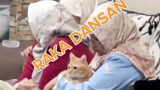 THIS ORANGE CAT GET MASSAGE WITH THIS HIJAB WOMAN XD