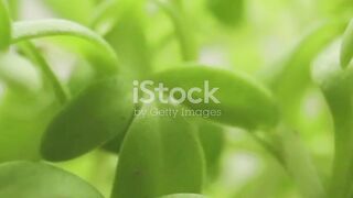 The Life of a Seed