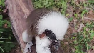 Cotton-headed Tamarin (Saguinus Oedipus) Facts