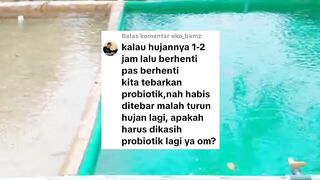 TEBAR ulang probiotik setelah HUJAN Begini penjelasannya