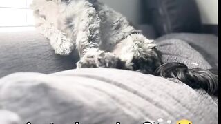 Cute Behavior of Pets