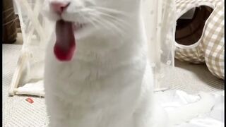 Music from a funny cat