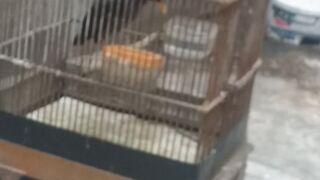 burung bernyanyi