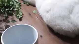 The cat on the table
