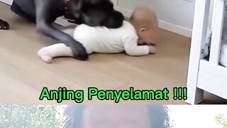Anjing Penyelamat