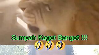 Bikin Kaget Tapi Endingnya Bikin Ngakak
