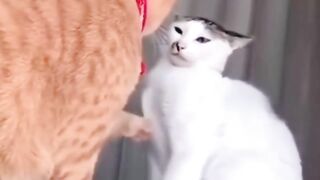Funny cats