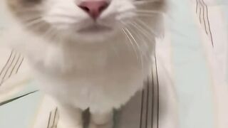 Day 1 kucing Boom