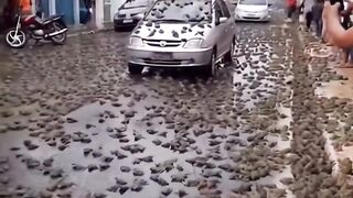 A village is invaded by an army of frogs