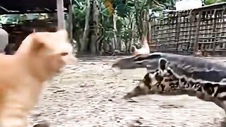 Brave Cat 3