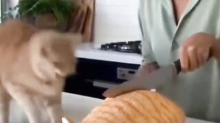 Slaughter a cat in front of the cat