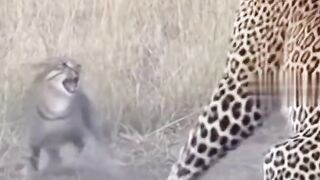 Cat and Leopard