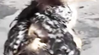 Strange chicken Genetic disorder chicken