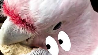 Rahasia Cara Makan Kacang ala Burung Kakaktua keren banget