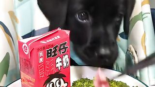 ASMR Puppy Eats Wangzai Milk  Veggies  Cutest Crunch Ever
