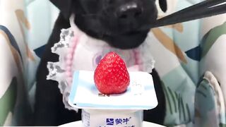 Elegant Puppy ASMR Yogurt, Spaghetti  Crunchy Veggies!
