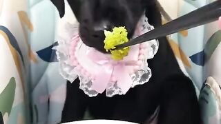 ASMR Puppy Eats Spaghetti  Blueberries  Too Cute to Handle!