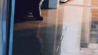 Cats have night vision with bloopers